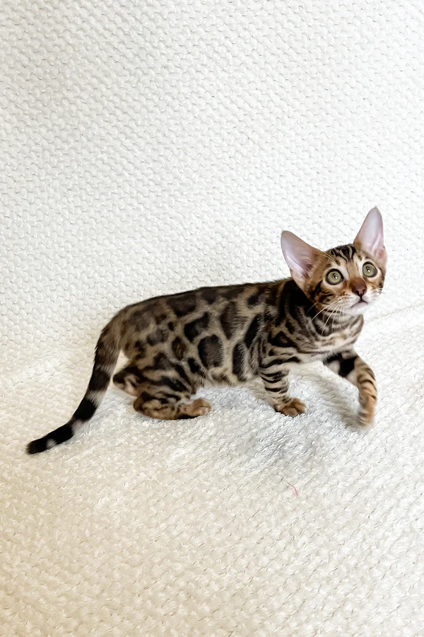 Mia