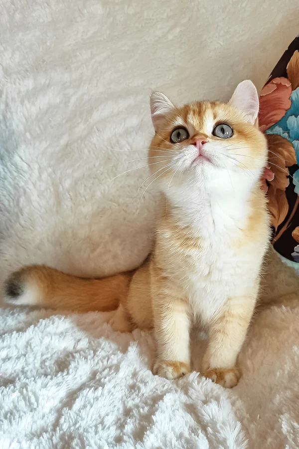 Jolie