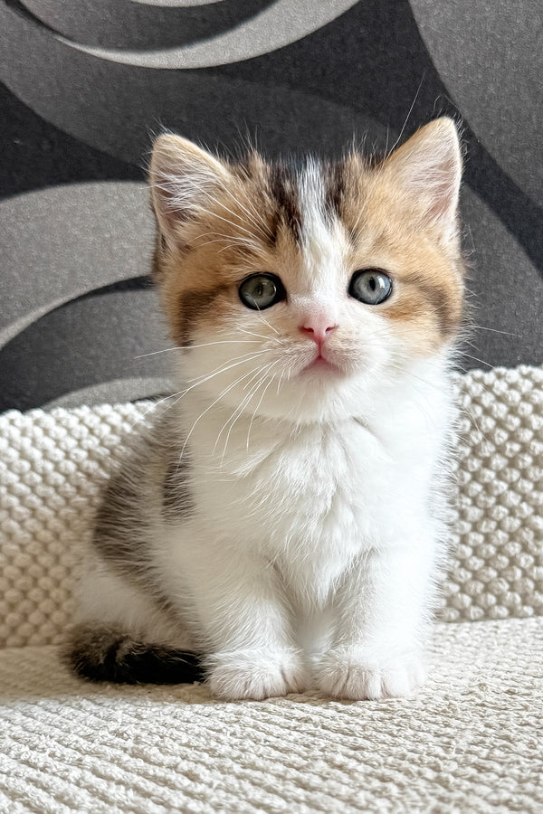 Lyra