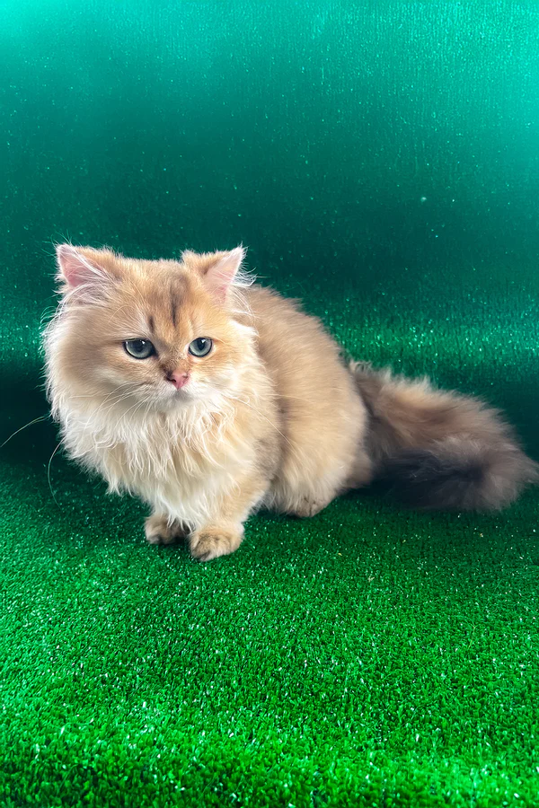 Samson