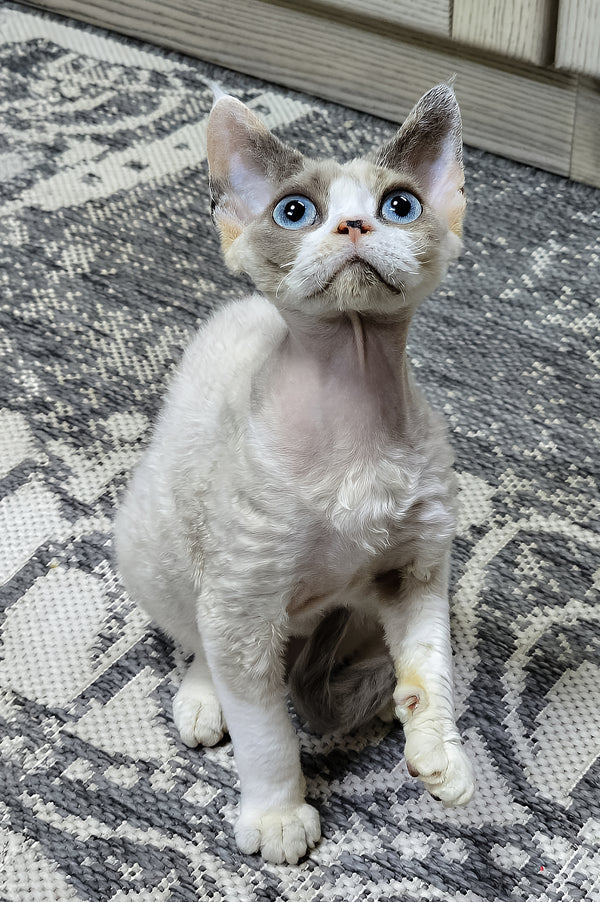 Devon Rex