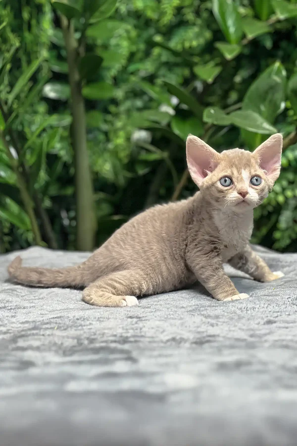 Gatito Devon Rex adorable