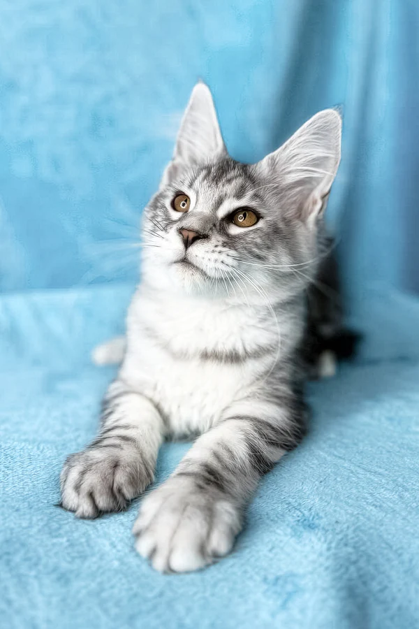 Mia