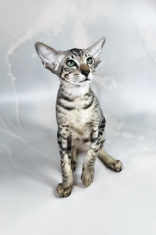 Gatito Oriental buscando familia