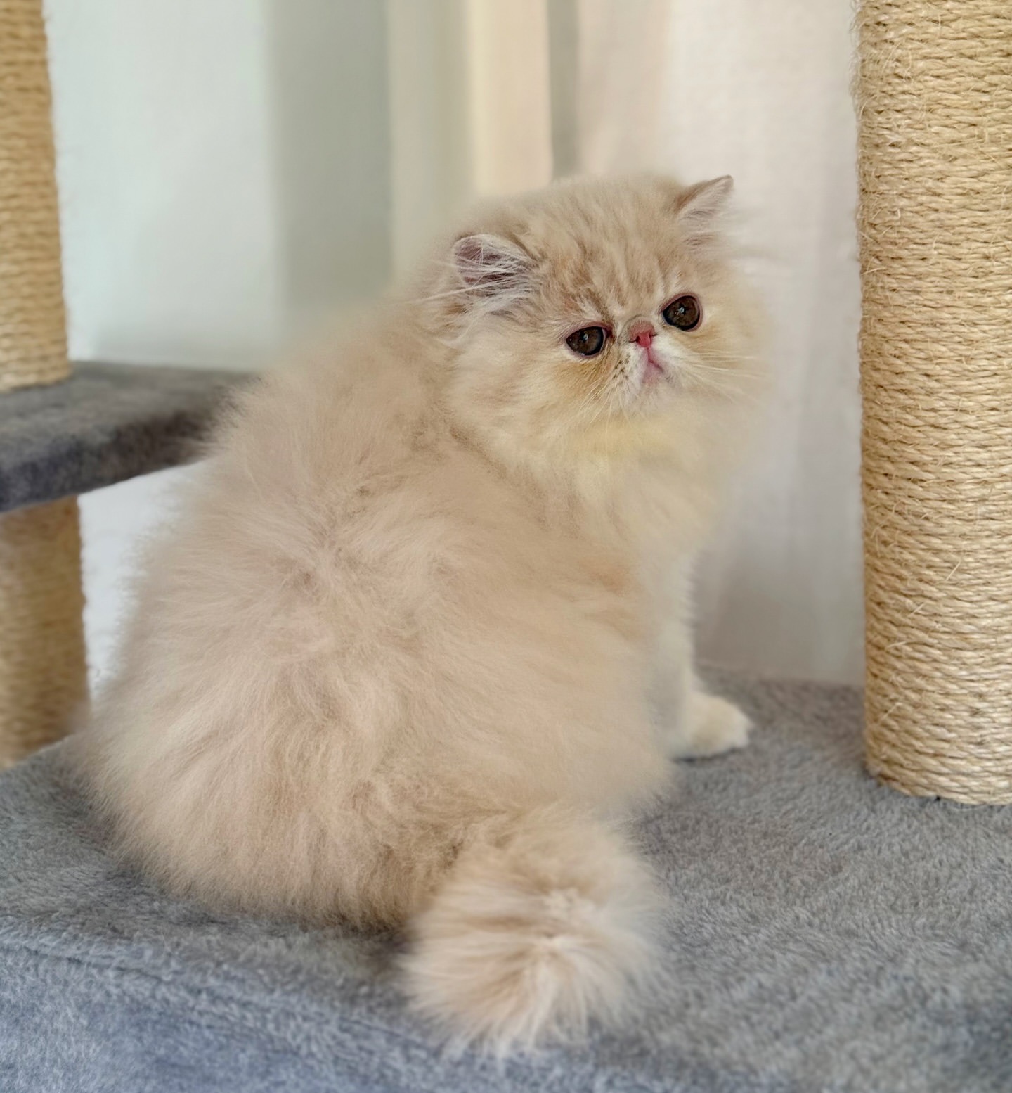 Bella