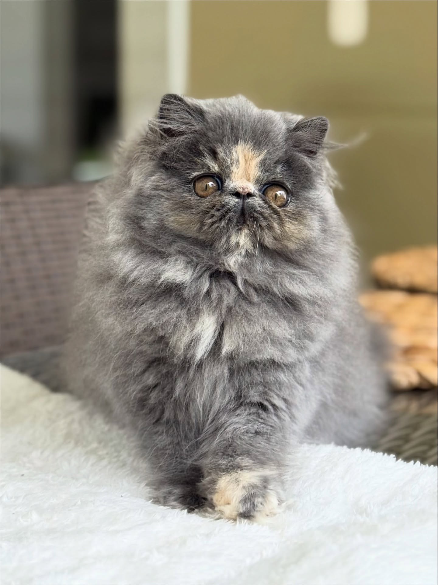 Fiona