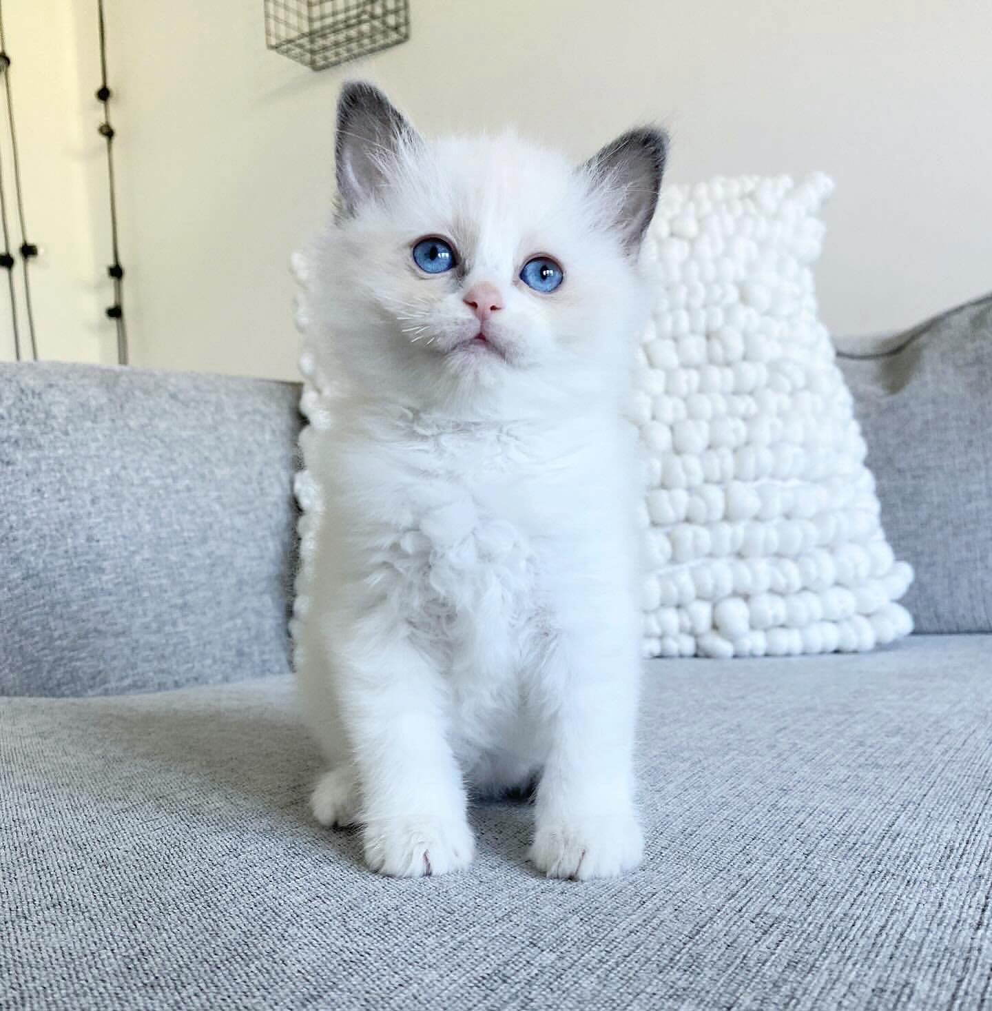 Ragdoll