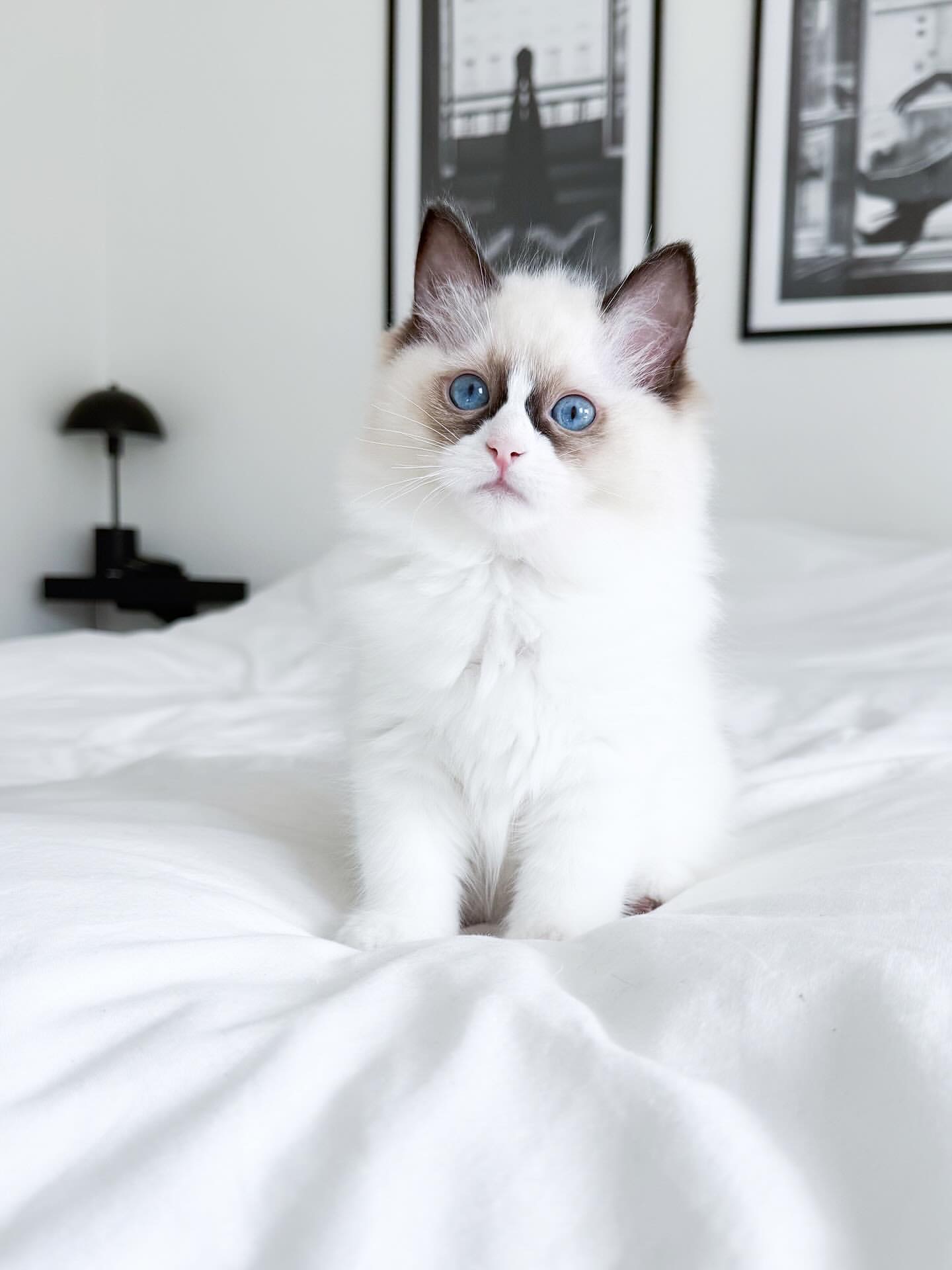 Leonardo