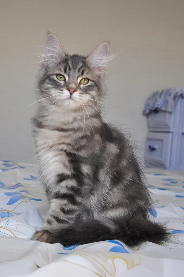 Kasper
