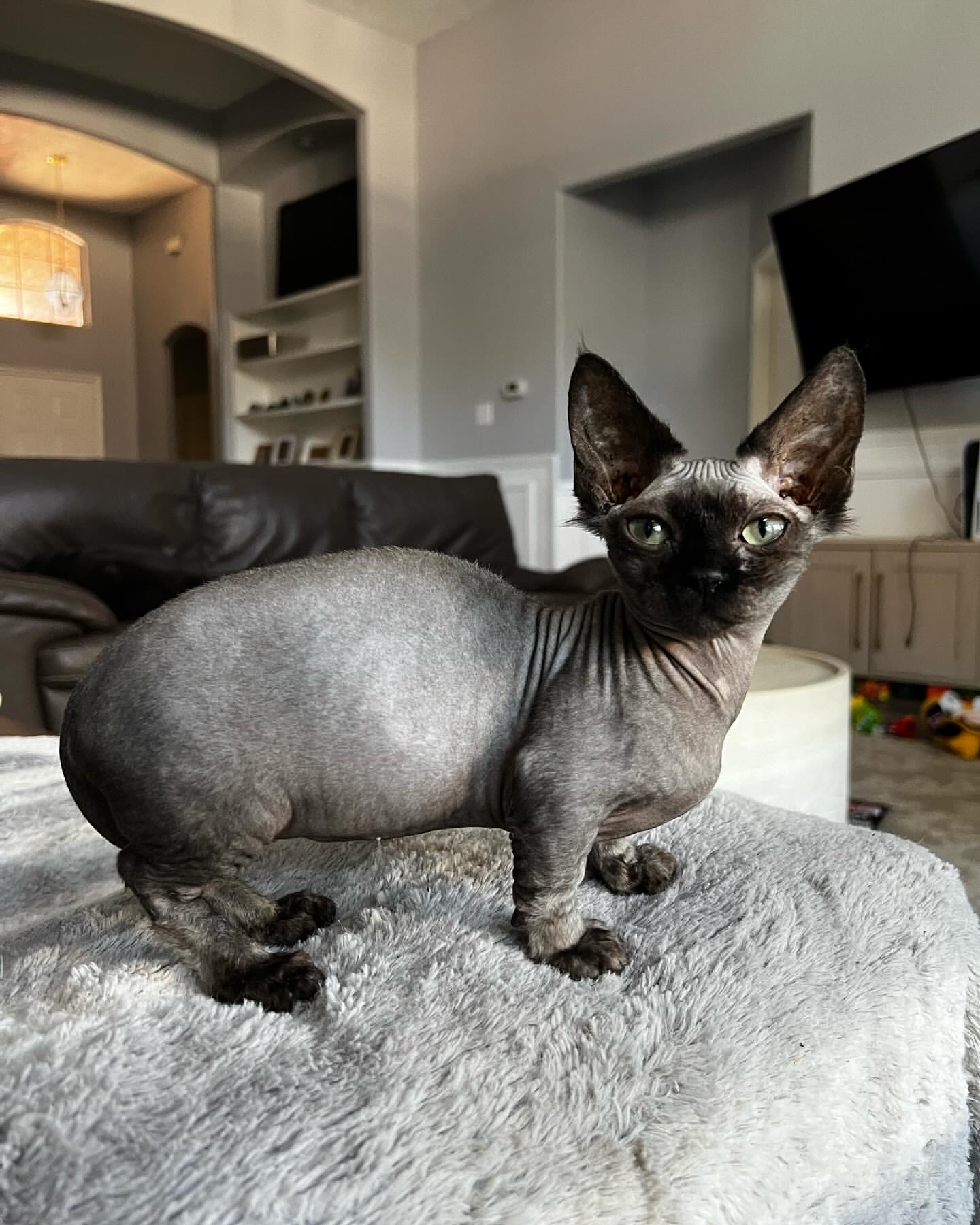 Sphynx