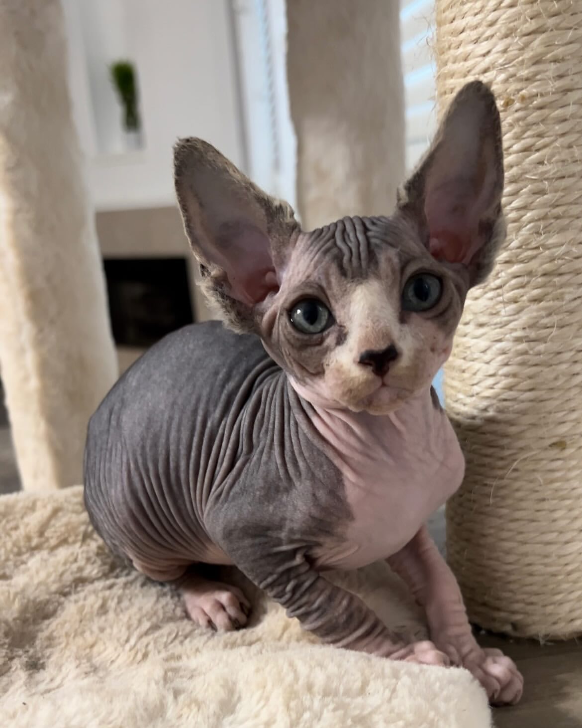 Gatos